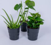 3 Kamerplanten - Aloe Vera, Monstera & Koffieplant - In zwarte pot -geen groene vingers nodig