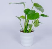 Monstera Deliciosa kamerplant - ± 40cm hoog - in witte pot