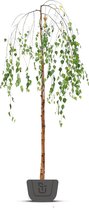 Treurberk | Betula pendula Younghii | Stamomtrek: 6-8 cm | Stamhoogte: 220 cm
