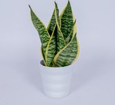 Sansevieria Laurentii - Vrouwentong - ± 40cm hoog - In witte sierpot