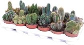 Cactus mix 17cm↑ Ø8,5cm – 3 stuks