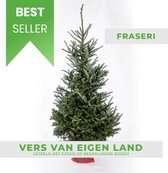 DENNEVERLO Fraseri Kerstboom met kluit -175 tot 200cm - Vers van het land