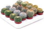 Mini cactus bol mix 5cm↑  Ø5cm – 5 stuks