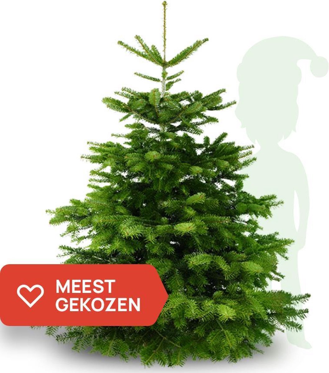 Nordmann kerstboom 150 CM A Kwaliteit Echte Kerstboom