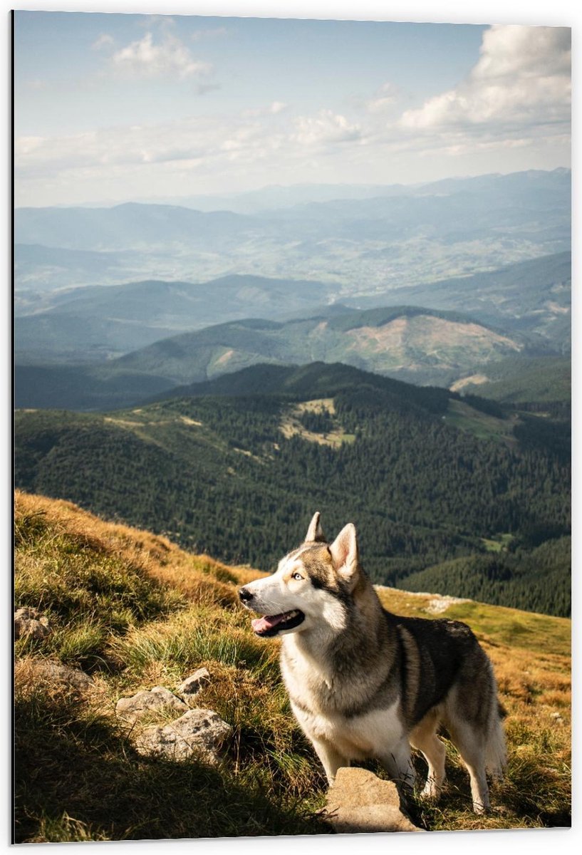 Dibond - Husky op hoge Berg - 60x90cm Foto op Aluminium (Wanddecoratie van metaal)