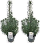 Pinus pinea 'Silver Crest' - 50 cm hoog - potmaat 17 cm - 2 stuks