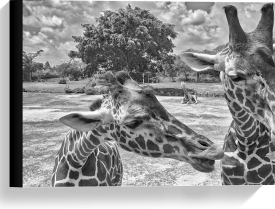 Canvas  - Giraffen Hoofdjes (Zwart Wit) - 40x30cm Foto op Canvas Schilderij (Wanddecoratie op Canvas)