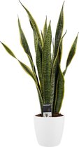 Decorum Sansevieria - Kamerplant - vrouwentong - Laurentii met Elho brussels white