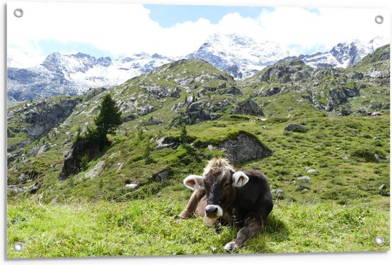 Tuinposter – Liggende Koe in de Bergen - 90x60cm Foto op Tuinposter  (wanddecoratie voor buiten en binnen)