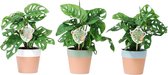 Set van 3 Monstera Monkey Leaf - kamerplant - Gatenplant - in Romy keramiek pot