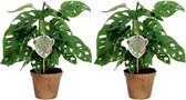 Duo Monstera Obliqua ‘Monkey Leaf’ - kamerplant - Gatenplant - set van 2