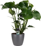 Decorum Monstera met Elho brussels antracite pot - kamerplant - Gatenplant