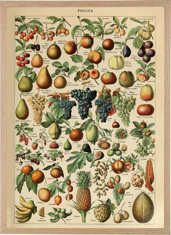 Poster - Vintage Fruit - Groenten en Planten Schoolplaat - Millot - Large