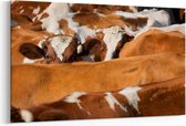Schilderij - Koeien — 90x60 cm