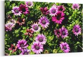Schilderij - Paarse bloemen — 90x60 cm