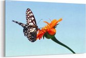 Schilderij - Mooie vlinder — 90x60 cm