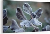 Schilderij - Bevroren bladeren — 90x60 cm