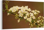 Schilderij - Stengel met witte bloemetjes — 100x70 cm