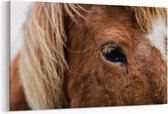 Schilderij - Icelandic horse — 100x70 cm