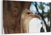 Schilderij - Struisvogel — 100x70 cm