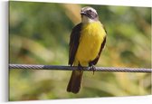 Schilderij - Vogel geel — 100x70 cm