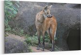 Schilderij - Wolf — 90x60 cm