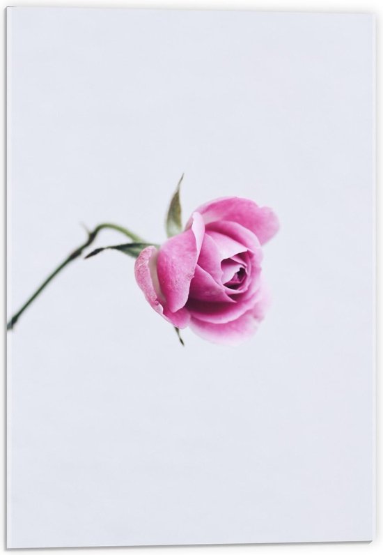 Acrylglas - Roze Roosje met Witte Achtergrond - 40x60cm Foto op Acrylglas (Wanddecoratie op Acrylglas)