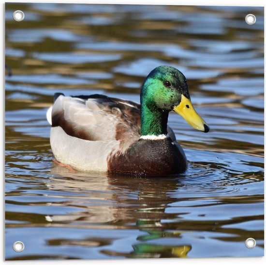 Tuinposter – Eendje in het Water - 50x50cm Foto op Tuinposter  (wanddecoratie voor buiten en binnen)