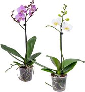 Orchidee | Phalaenopsis Roze & Wit - Kamerplanten in kwekerspot ⌀9 cm - ↕40 cm