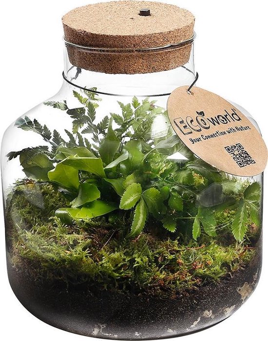 Ecoworld Jungle Biosphere - Ecosysteem met lamp - LED verlichting - 3 Varen Planten - Basic Glas - Ø 22 cm - Hoogte 23 cm