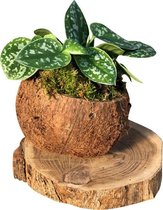 Scindapsus pictus in kokosnoot Trendy, Urban jungle, Kamerplant, Bohemian, Cadeau