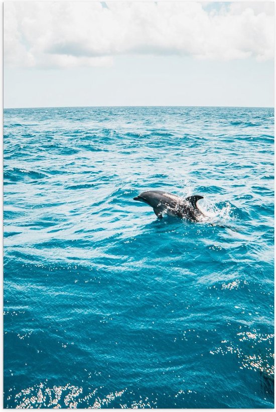 Poster – Blauwe Zee met Zwemmende Dolfijn - 60x90cm Foto op Posterpapier