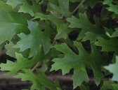 Boleik - Quercus palustris Green Dwarf | Omtrek: 6-10 cm | Hoogte: 250 cm