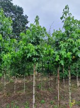 Amberboom - Liquidambar styraciflua | Omtrek: 10-14 cm | Hoogte: 300 cm