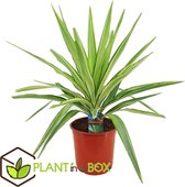 Plant in a Box - Yucca elephantipes 'Jewel' - XL Yucca Jewel - Palm - Pot 21cm - Hoogte 60-70cm