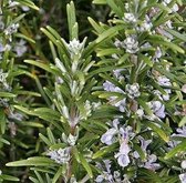 50 x Rosmarinus officinalis - Rozemarijn in 9x9cm pot met hoogte 5-10cm