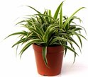 Find the perfect Spider plant for you Find the perfect Spider plant for you