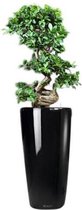 Ficus Bonsai in watergevende Rondo zwart | Bonsai