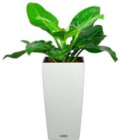 Philodendron Imperial Green in watergevende Cubico wit | Philodendron