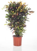 Croton Variegatum Mammi | Wonderstruik