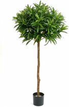 Dracaena Janet Lind in Runner rond zwart | Drakenbloedboom