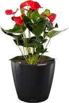 Anthurium rood in watergevende Classico zwart | Flamingoplant