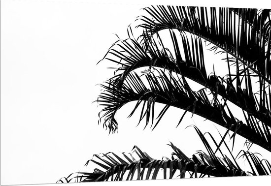 Forex - Palmtakken (wit/zwart) - 150x100cm Foto op Forex