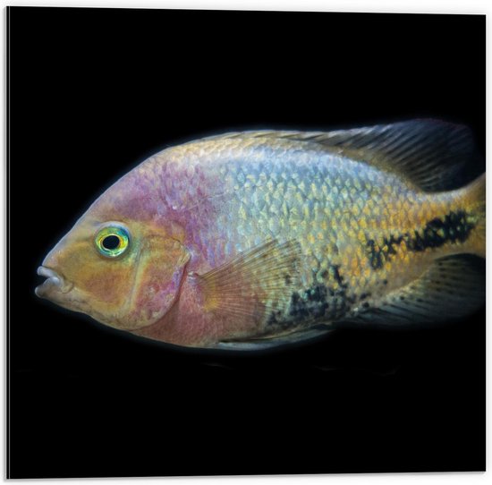 Dibond - Pastelgekleurde Vis op Zwarte Achtergrond - 50x50cm Foto op Aluminium (Met Ophangsysteem)