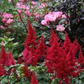 25 x Astilbe Fanal - Spirea in 9x9cm pot met hoogte 5-10cm