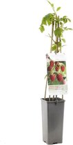 Frambozenstruik - Rubus idaeus - Malling Promise - hoogte 60 cm - potmaat Ø11cm - zelfbestuivend - winterharde frambozenplant - kleinfruit - fruitstruik