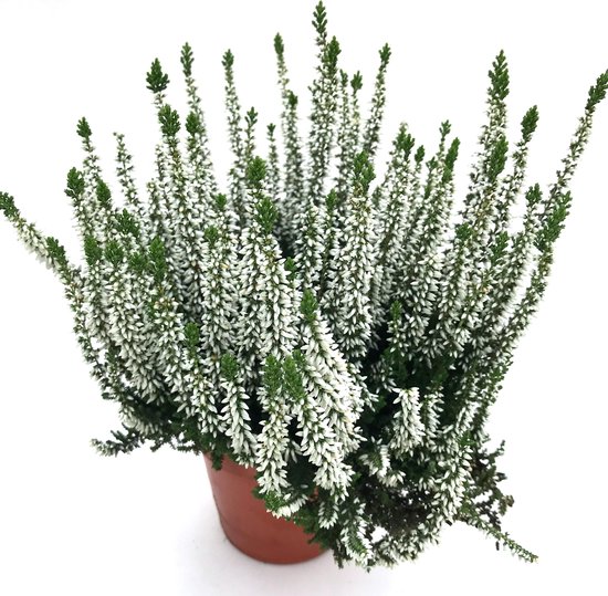 Foto: Heide winterhard witte zomerheide calluna vulgaris 3 planten potmaat 12 cm