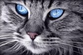 Diamond  Painting  Blue Eyed Cat 30*20