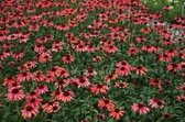 6 x Echinacea purp. 'Sundown'® - Zonnehoed in pot 9x9 cm