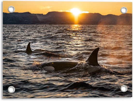 Tuinposter – Orca's in de Zee met Zonsondergang  - 40x30cm Foto op Tuinposter  (wanddecoratie voor buiten en binnen)